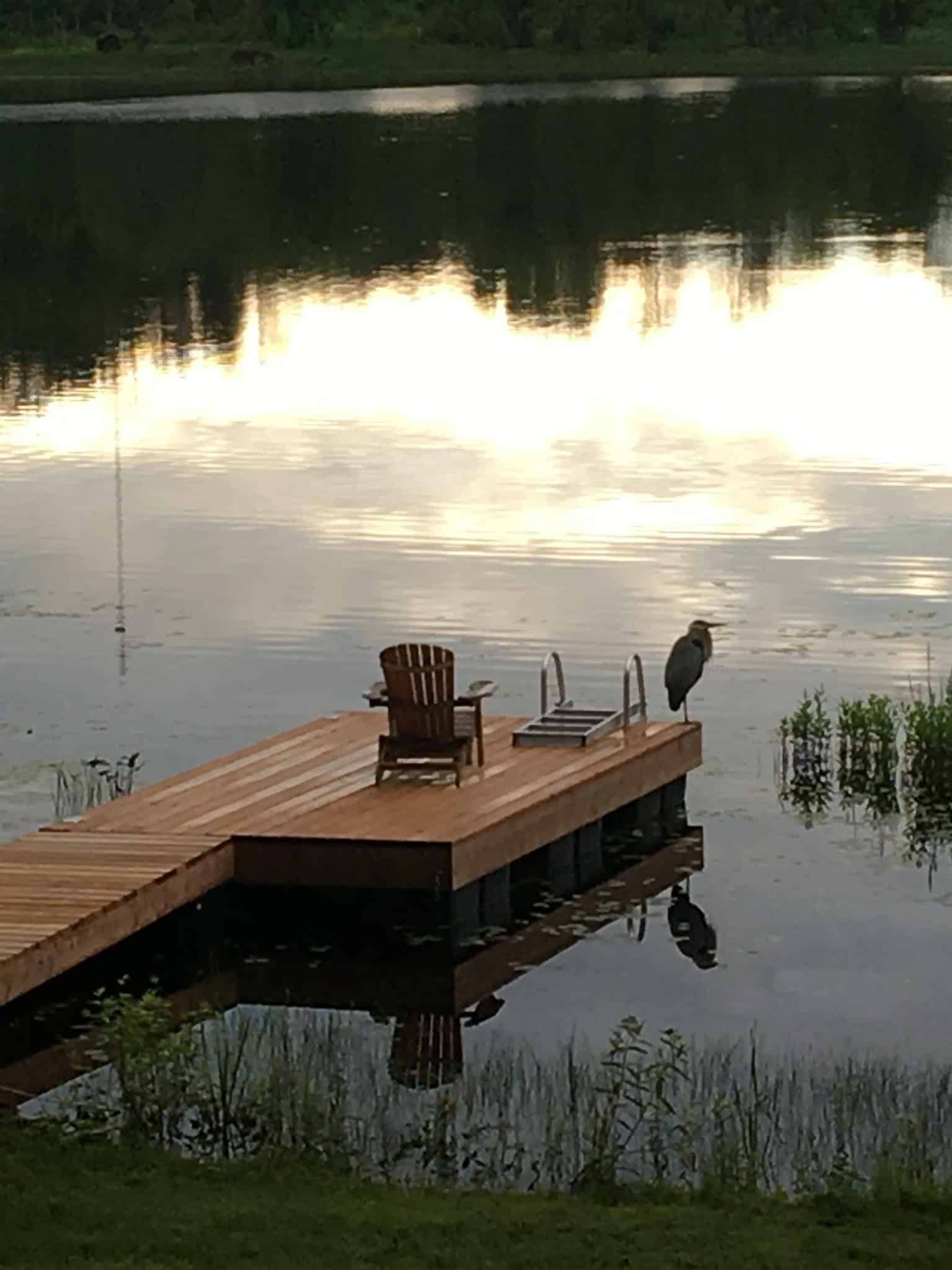 heron on dock