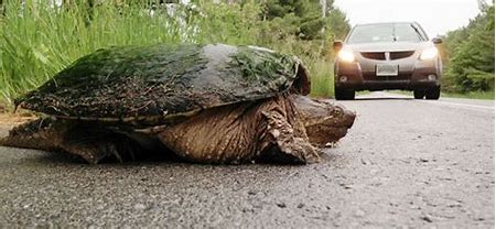 Read more about the article Watch out for turtles!